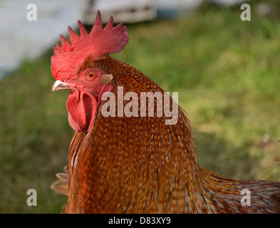 Ein Kopf und Hals Porträt ein Ingwer Maran-Hahn Stockfoto