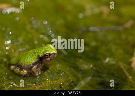 Eine winzige graue Laubfrosch kurz nach der Metamorphose, sitzt auf einem Patch von Wasserpflanzen - Hyla versicolor Stockfoto