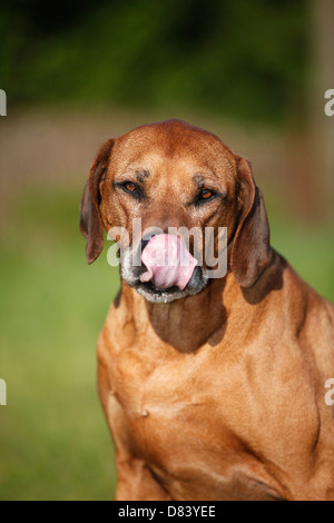 Rhodesian Ridgeback Stockfoto