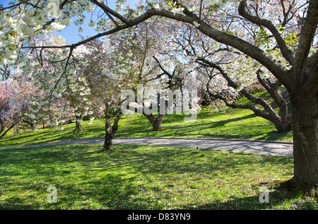 Japanische Kirschblüte Obstgarten in voller Blüte Stockfoto