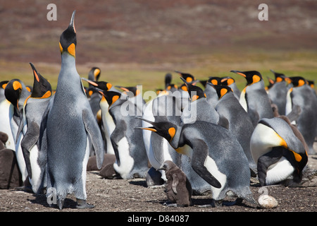 Kolonie der Königspinguine Stockfoto