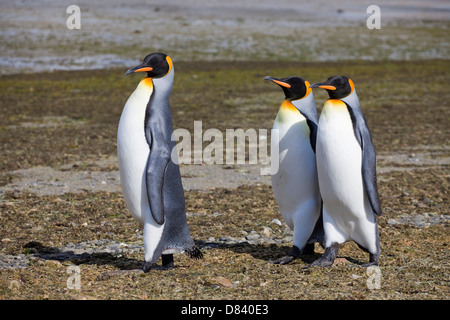 Königspinguine auf einem Spaziergang Stockfoto