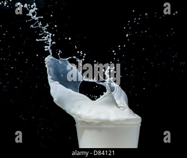 Spritzen Milch auf schwarzem Hintergrund. Spritzer Milch Stockfoto