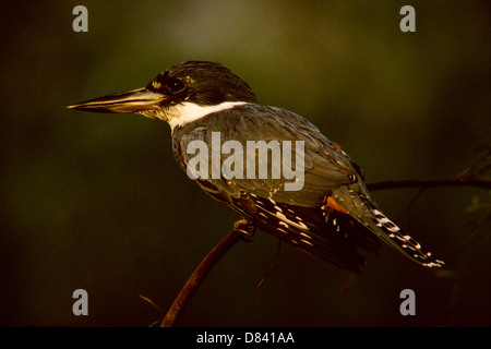 Der beringt Eisvogel (Megaceryle Torquata) ist eine große, auffällig und laut Eisvogel bekannt als Martim-Pescador-grande Stockfoto