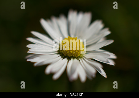 Sommer Blumen Makro Weichzeichner Frühling Makro daisy Stockfoto