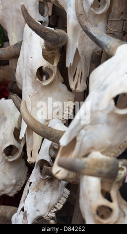 Hintergrund der Stier Schädel gemacht Stockfoto