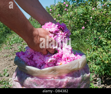 Plantation schneidet Rosen. Rosen in der Parfümindustrie verwendet. Stockfoto