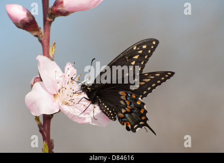 Östlichen schwarzen Schwalbenschwanz Schmetterling Fütterung auf eine Pfirsichblüte im zeitigen Frühjahr Stockfoto