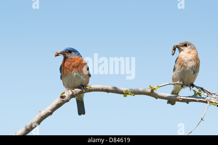 Mama und Papa östlichen Bluebird mit Insekten in ihren Schnäbeln, ihre Brut zu ernähren; im zeitigen Frühjahr Stockfoto