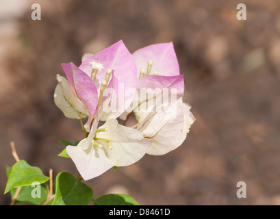 Nahaufnahme einer zweifarbigen Bougainvillea-Blume im Frühlingsgarten Stockfoto