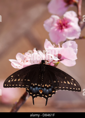 Dorsale Ansicht von einem östlichen schwarzen Schwalbenschwanz Schmetterling Fütterung auf eine Pfirsichblüte im zeitigen Frühjahr Stockfoto