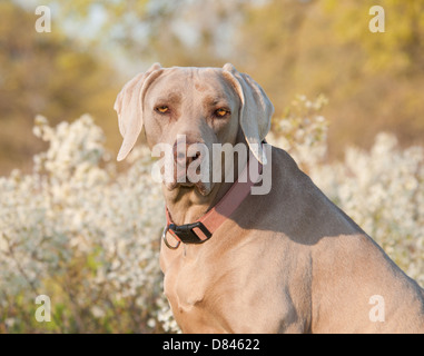 Weimaraner-Hund auf der Suche auf den Betrachter, mit Frühling Blumen Hintergrund Stockfoto