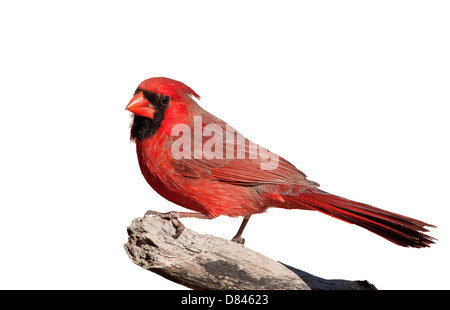 Schöne helle rote nördlichen Kardinal männlich thront auf einem Bein, isoliert auf weiss Stockfoto