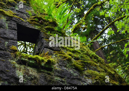 Ruinen eines Steinhauses in Portland Waldpark Stockfoto