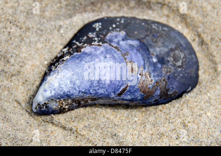 Nahaufnahme einer Miesmuschel-Schale liegen am Sandstrand Stockfoto