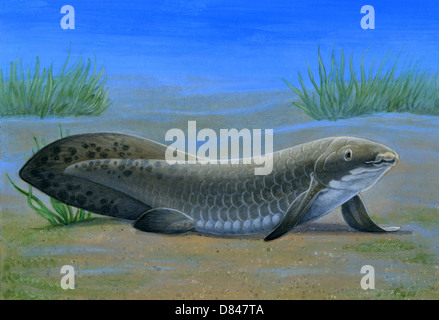 Ceratodus, eine alte Lungenfisch, die während der Trias lebten. Stockfoto