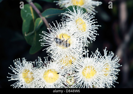 Caley Ironbark/Drooping Ironbark Blumen-Eukalyptus Caleyi-Familie Myrtaceae und blau-gebändert Biene-Amegilla Cingulata Stockfoto