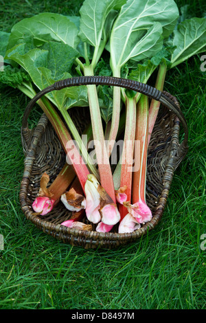 Rheum Rhabarbarum. Geerntete Rhabarber in einem Weidenkorb Stockfoto