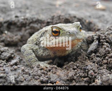 Kröte gemeinsame Kröte Bufo Bufo eines Gärtners s echte Freunde isst Schnecken Insekten Larven etc. Hibernates von Oktober bis Februar bedroht durch Einsatz von Chemikalien im Garten und jetzt weniger häufig gesehen Stockfoto