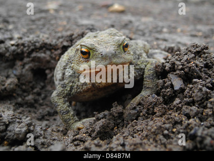 Kröte gemeinsame Kröte Bufo Bufo eines Gärtners s echte Freunde isst Schnecken Insekten Larven etc. Hibernates von Oktober bis Februar bedroht durch Einsatz von Chemikalien im Garten und jetzt weniger häufig gesehen Stockfoto