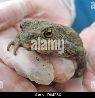 Kröte gemeinsame Kröte Bufo Bufo eines Gärtners s echte Freunde isst Schnecken Insekten Larven etc. Hibernates von Oktober bis Februar bedroht durch Einsatz von Chemikalien im Garten und jetzt weniger häufig gesehen Stockfoto