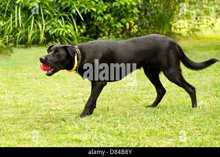Schwarzer Rüde pure Australian Kelpie - ein Gebrauchshund-Rasse gezüchtet Stockfoto