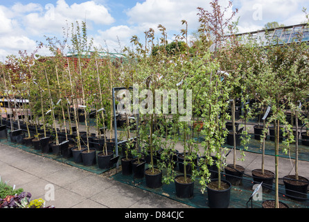 Die unabhängige Ashwood Baumschulen Gartencenter lokal bekannt für qualitativ hochwertige Pflanzen und Bäume Stockfoto