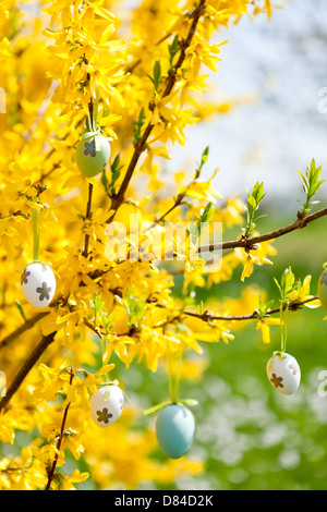 Osterei-Dekoration hängen Forsythien Baum im Freien im Frühjahr Stockfoto