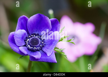 Anemone Coronaria im Garten. Stockfoto