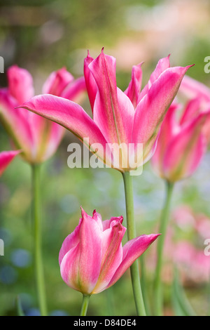 Tulipa Viridiflora "Virichic" in einem englischen Garten. Stockfoto