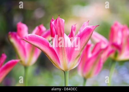 Tulipa Viridiflora "Virichic" in einem englischen Garten. Stockfoto