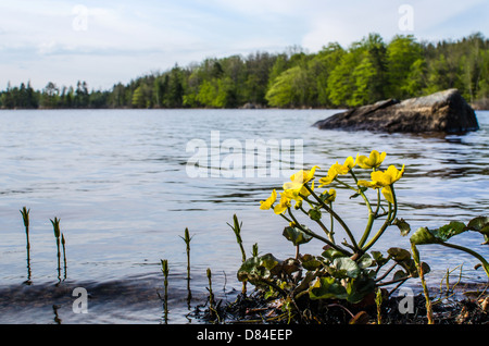 Marsh Marigold Blüte an der Küste eines ruhigen Sees in den schwedischen Wäldern der Provinz Småland. Stockfoto