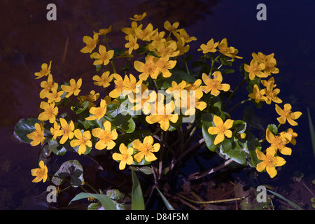 Marsh Marigold Caltha Palustris in voller Blüte Stockfoto