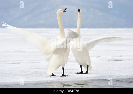 Whooper Schwan (Cygnus Cygnus) Erwachsene, bedeckt während der Balz auf Schnee zugefrorenen See, See Kussharo, Akan N.P., Hokkaido, Japan, Stockfoto