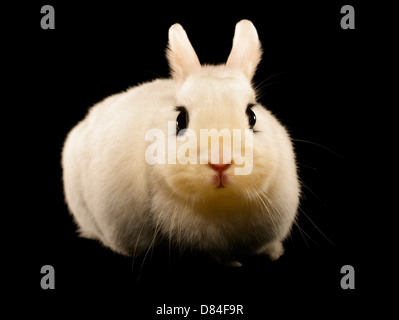 Zwerg Hotot Kaninchen auf schwarzem Hintergrund isoliert. Stockfoto