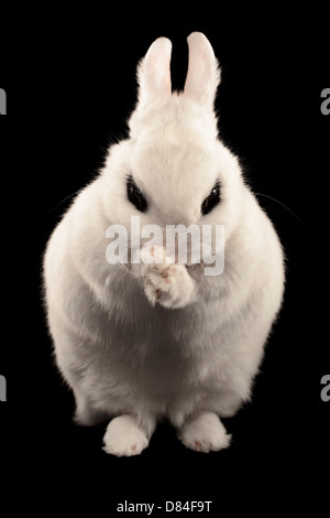 Plotten Zwerg Hotot Kaninchen auf schwarzem Hintergrund isoliert. Stockfoto