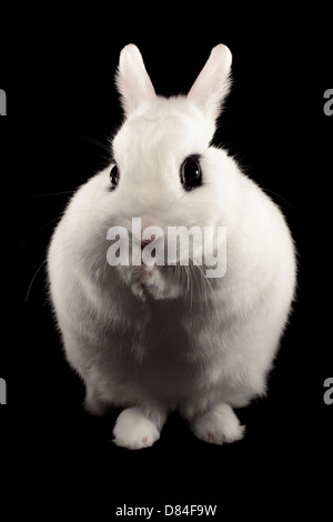 Zwerg Hotot Kaninchen auf schwarzem Hintergrund isoliert. Stockfoto