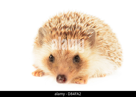 Igel, die isoliert auf weißem Hintergrund. Stockfoto