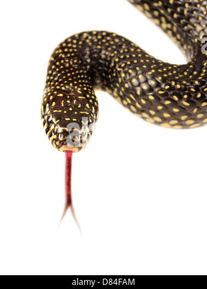 Gesprenkelte Kingsnake isoliert auf weißem Hintergrund. Stockfoto