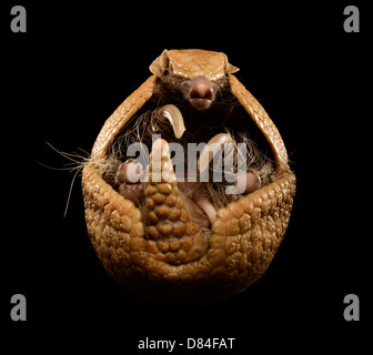 Drei gebändert Armadillo auf schwarzem Hintergrund isoliert. Stockfoto