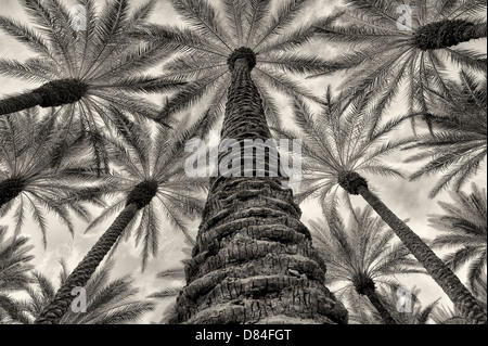 Nachschlagen in Kalifornien-Ventilator-Palmen mit Sonnenaufgang Wolken. Palm Desert, Kalifornien Stockfoto