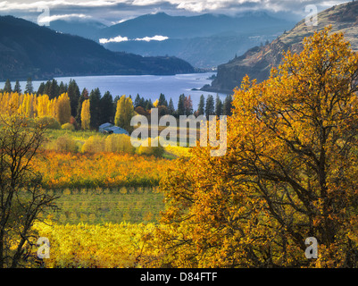 Obstgarten in Herbstfarben und Columbia River. Columbia River Gorge National Scenic Area. Oregon Stockfoto