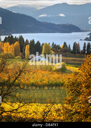 Obstgarten in Herbstfarben und Columbia River. Columbia River Gorge National Scenic Area. Oregon Stockfoto