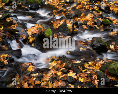 Hunger-Creek und Herbst farbige Blätter Big Leaf Maple. Columbia River Gorge National Scenic Bereich, Oregon Stockfoto