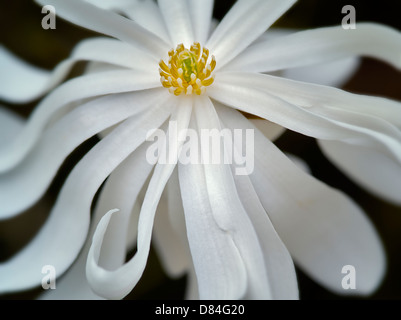 Nahaufnahme der Royal Star-Magnolie (Magnolia Stellata). Oregon Stockfoto