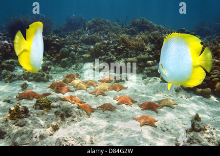 Viele Kissen Seestern an einem Korallenriff mit Falterfische, Atlantik, Bahamas-Inseln Stockfoto