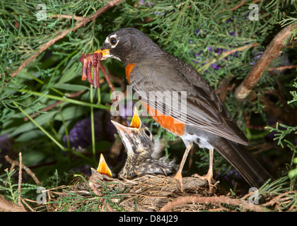 Männliche American Robin (Turdus Migratorius) Fütterung der Jungvögel im Nest (Georgia, USA). Stockfoto