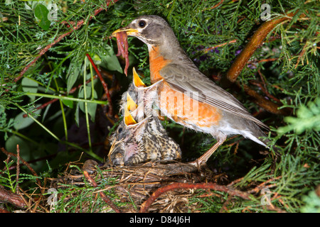 Weiblichen American Robin (Turdus Migratorius) Fütterung der Jungvögel im Nest (Georgia, USA). Stockfoto