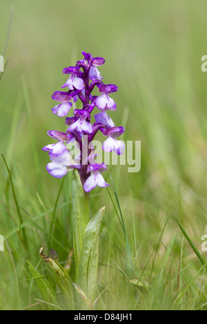 Winged grün oder grün-Veined Orchid Anacamptis Morio in Golfplatz Grünland Ashton Gericht Somerset Stockfoto