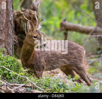 Young buck Rehe Capreolus Capreolus Pause von der Fütterung auf junge Bramble in Leigh Woods Bristol verlässt Stockfoto
